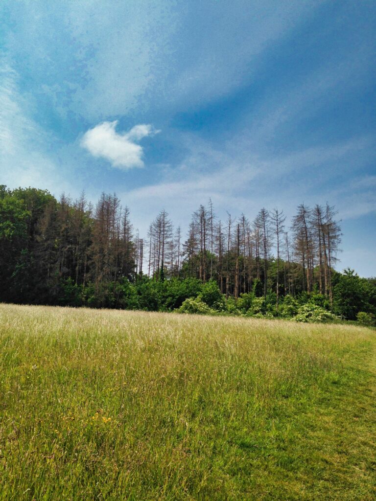 Wald in der Klimakrise